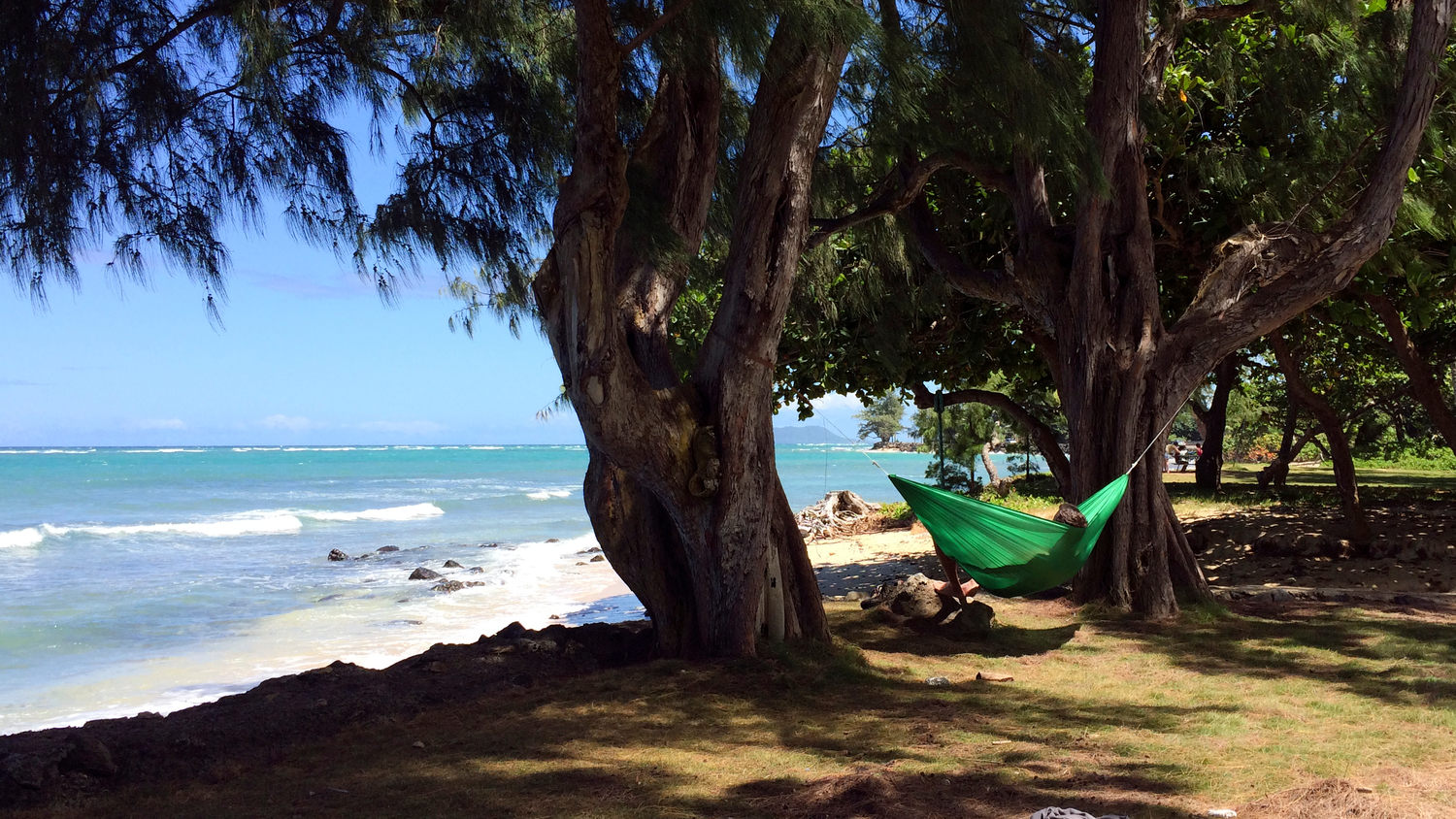 hawaii beach trees